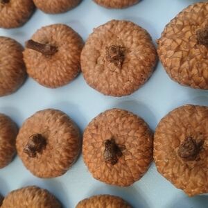 50 Natural Brown Acorn Caps for Crafting